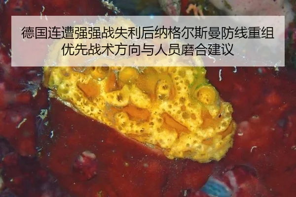 德国连遭强强战失利后纳格尔斯曼防线重组优先战术方向与人员磨合建议