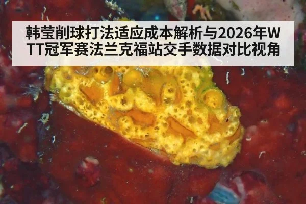 韩莹削球打法适应成本解析与2026年WTT冠军赛法兰克福站交手数据对比视角
